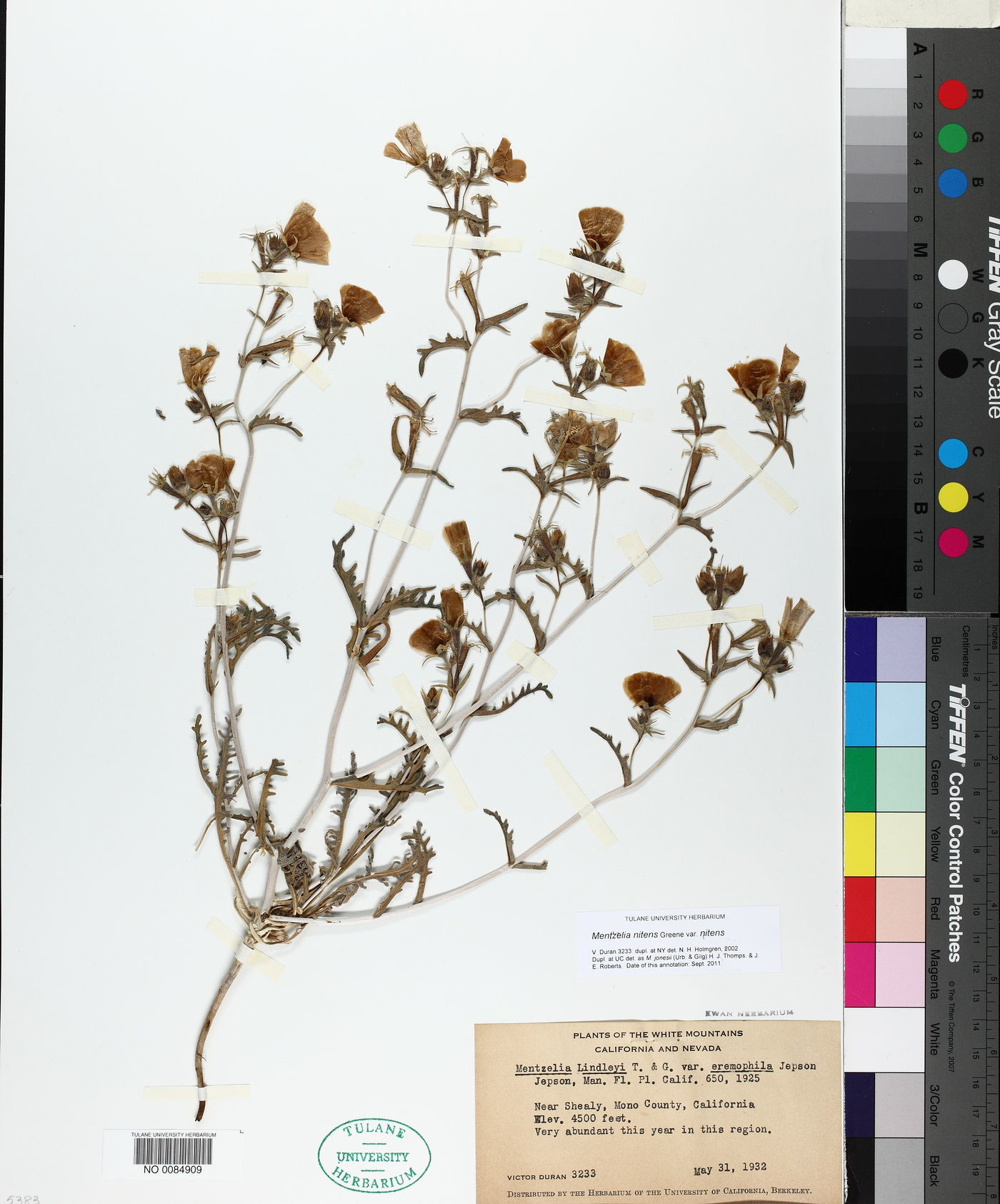 Mentzelia nitens var. nitens image