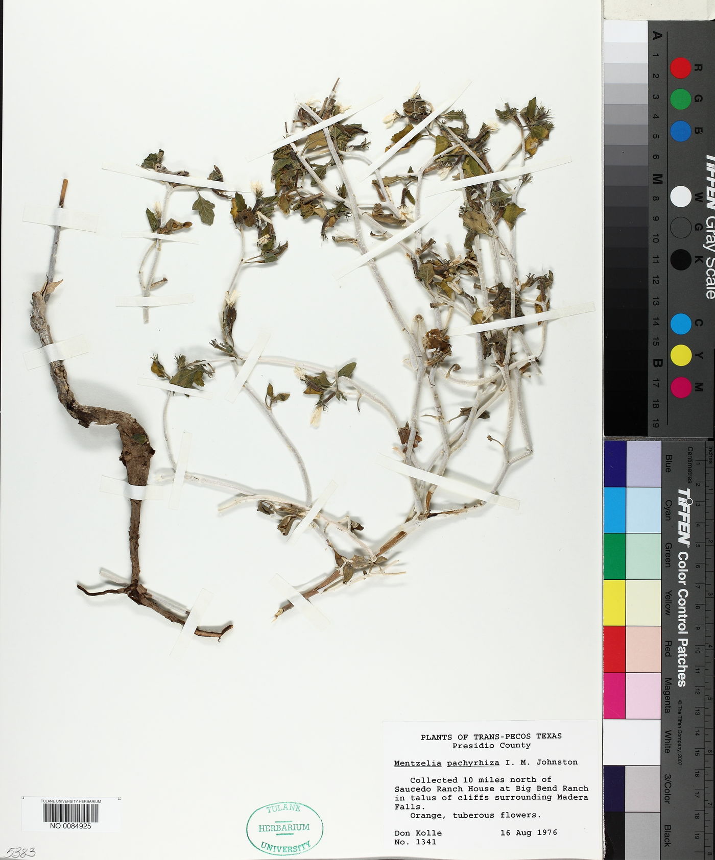Mentzelia pachyrhiza image