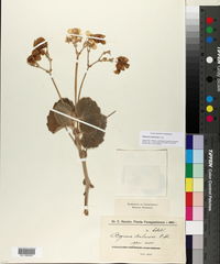 Image of Begonia balansae