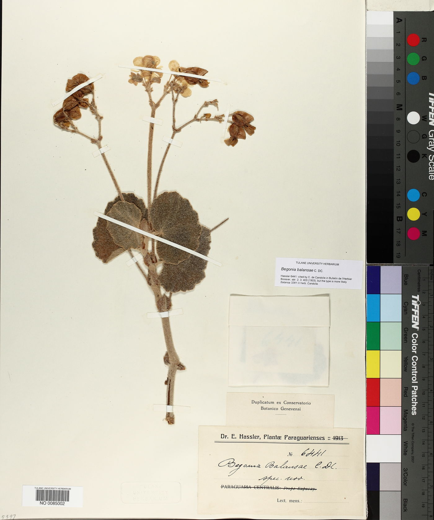 Begonia balansae image