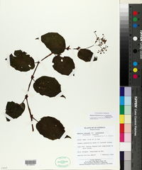 Begonia fischeri image