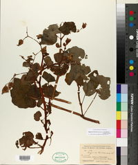 Image of Begonia fischeri