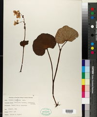 Image of Begonia balmisiana