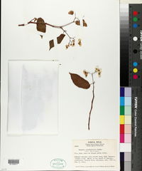 Begonia carpinifolia image