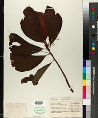 Image of Begonia maynensis
