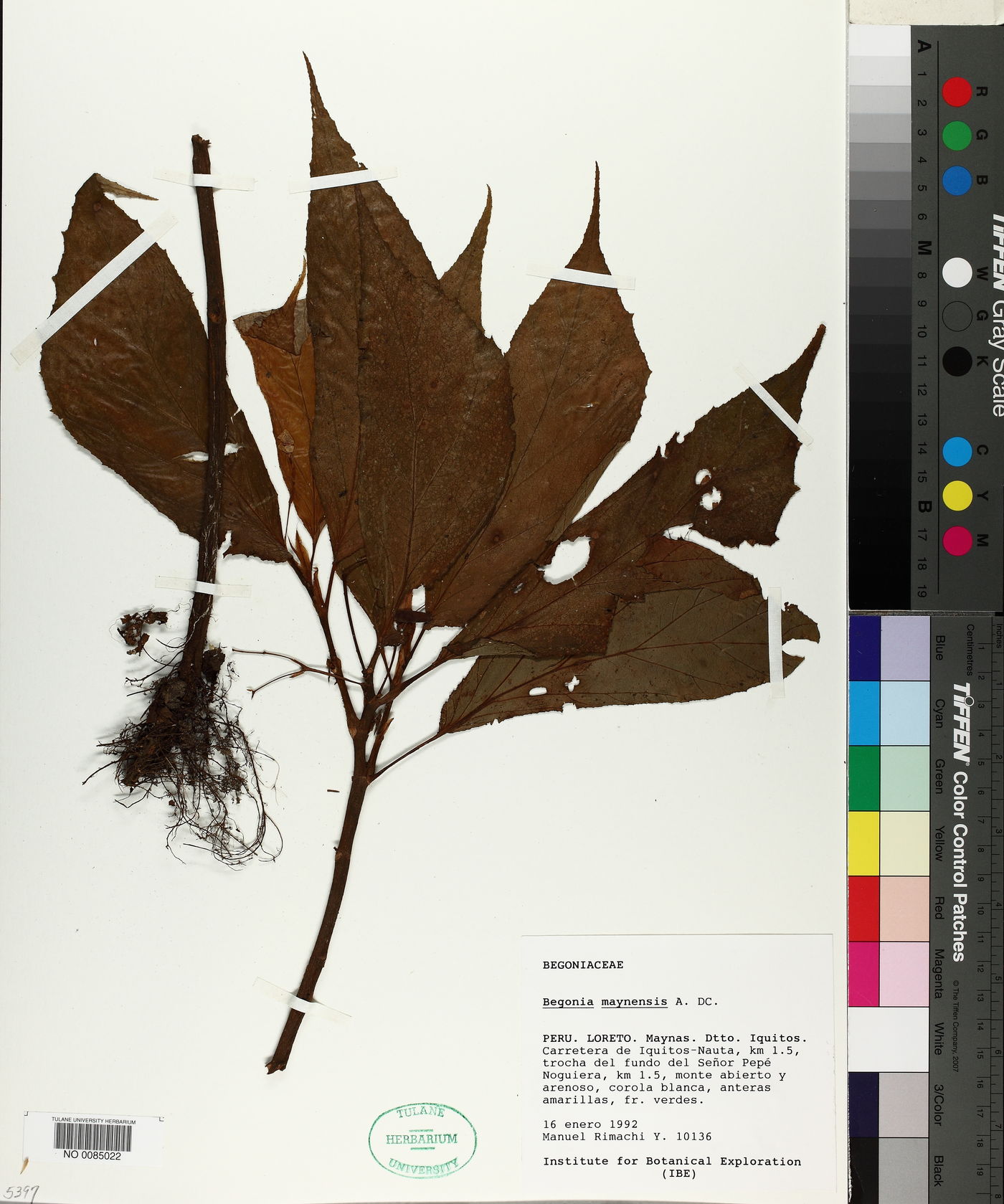 Begonia maynensis image