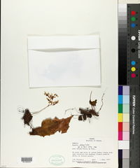 Begonia plebeja image