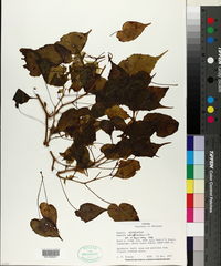 Begonia udisilvestris image