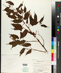 Begonia neopurpurea image