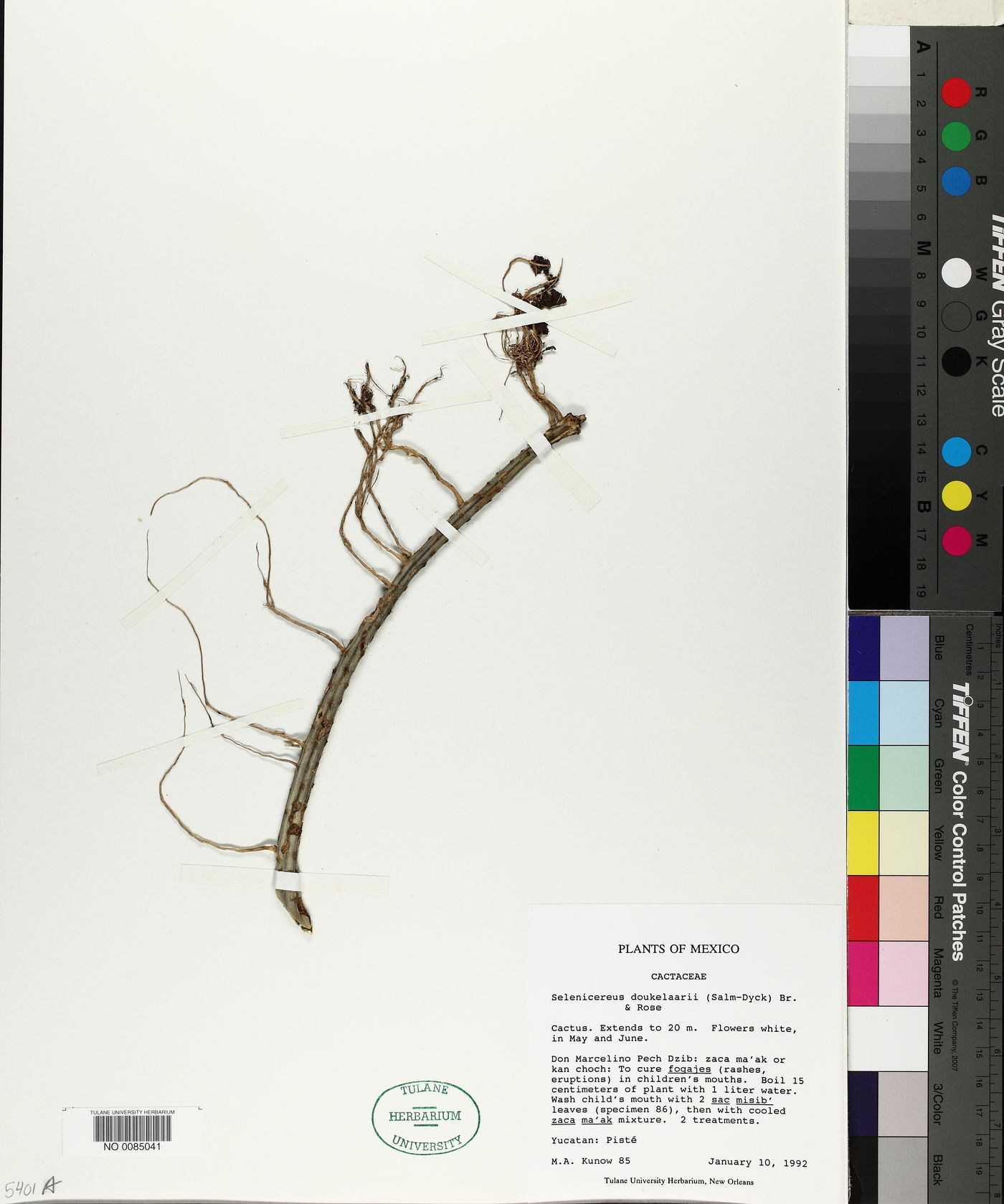 Selenicereus donkelaarii image
