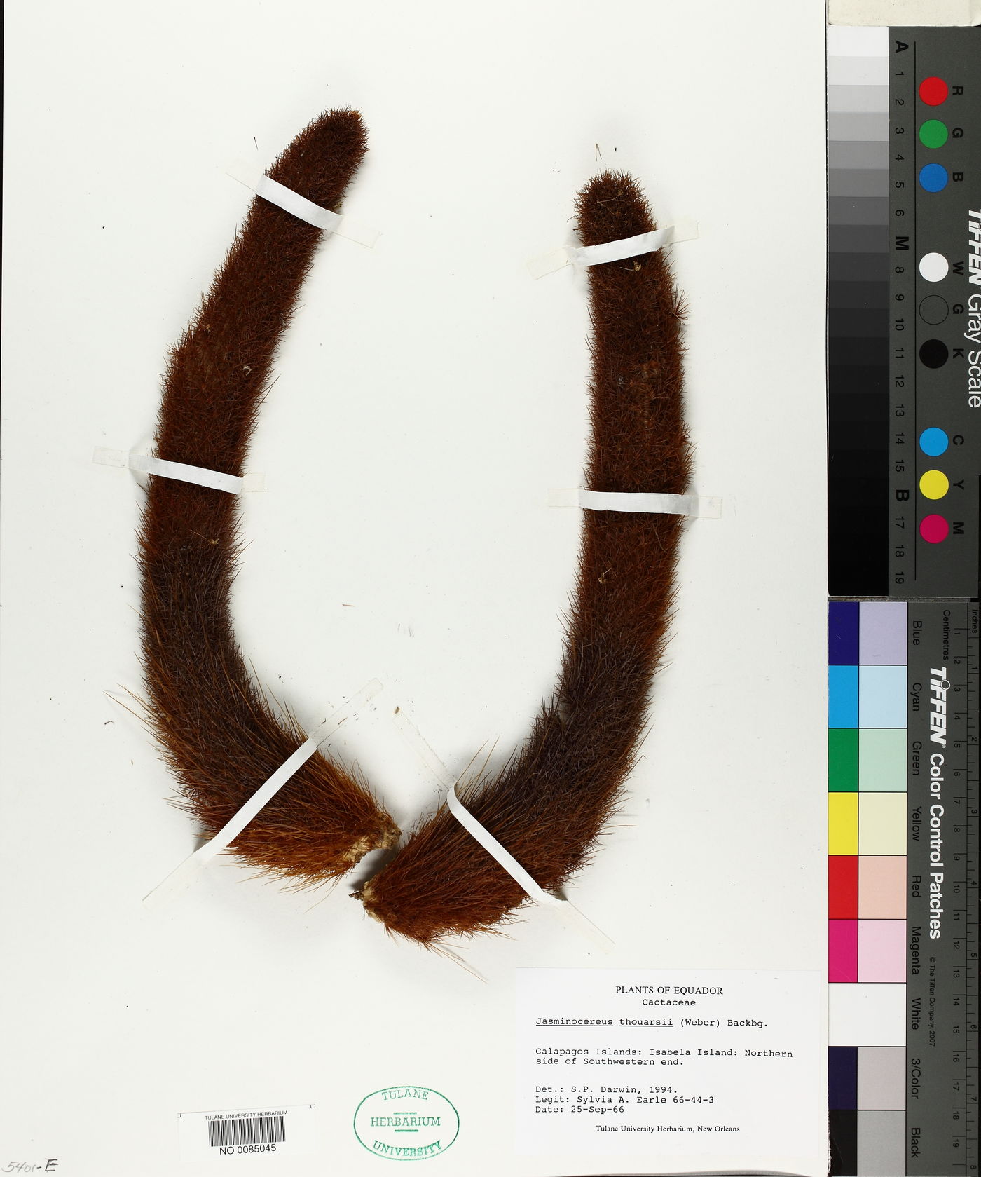 Jasminocereus thouarsii image