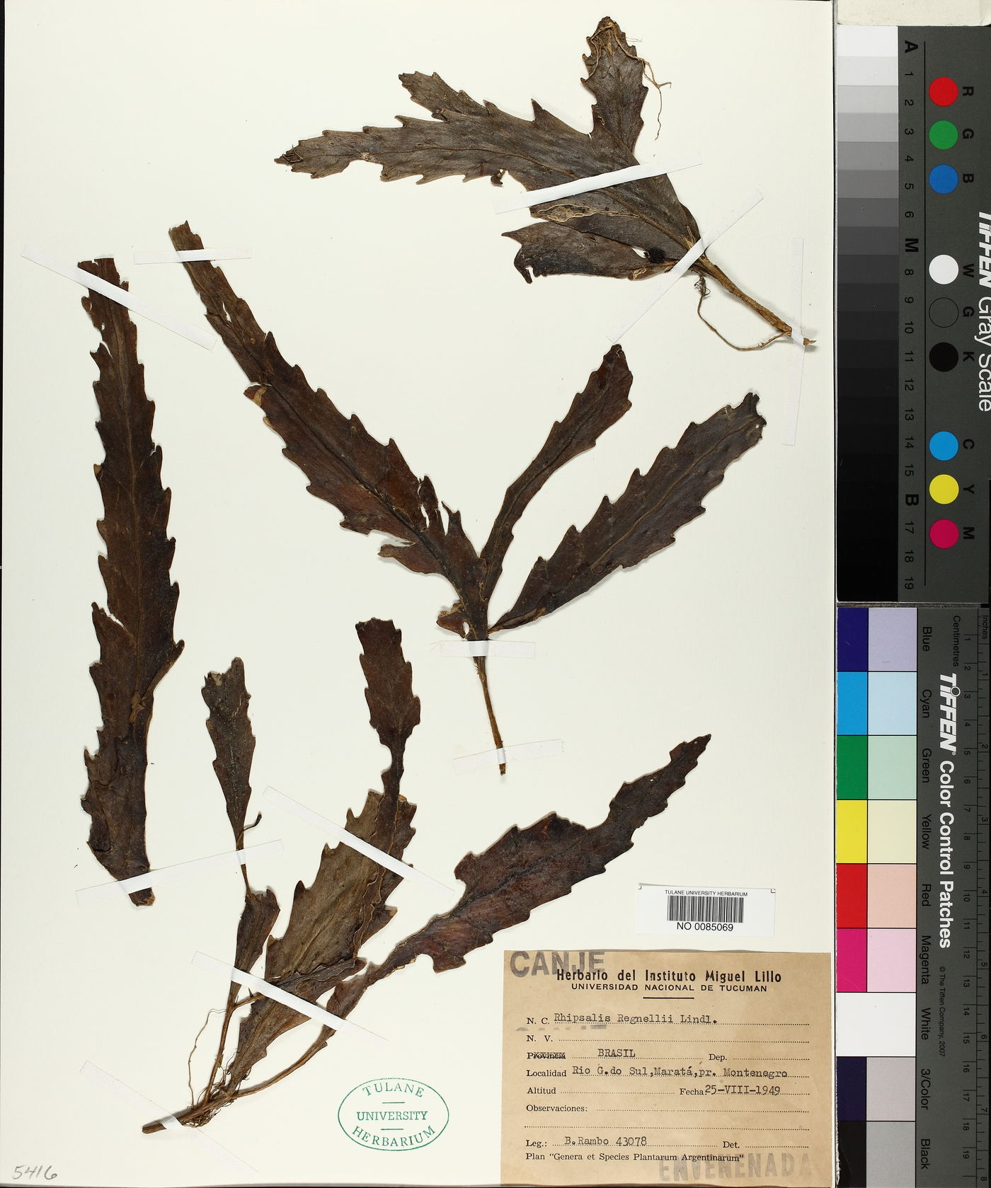 Lepismium houlletianum image