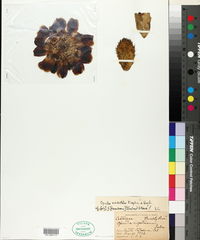 Opuntia × occidentalis image