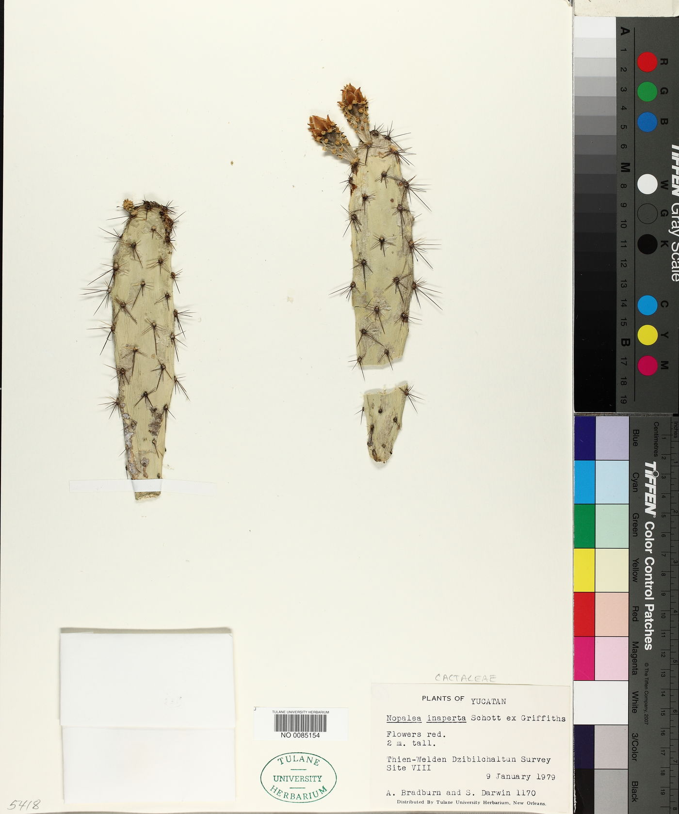 Nopalea inaperta image