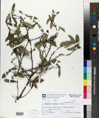 Daphnopsis racemosa image