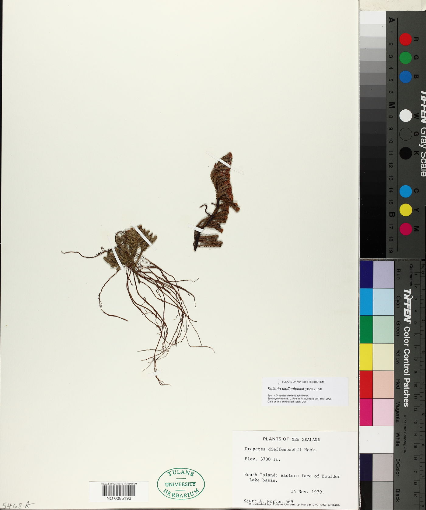 Kelleria dieffenbachii image