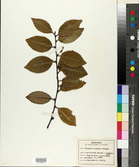 Elaeagnus pungens image