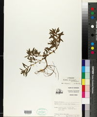 Rotala ramosior image