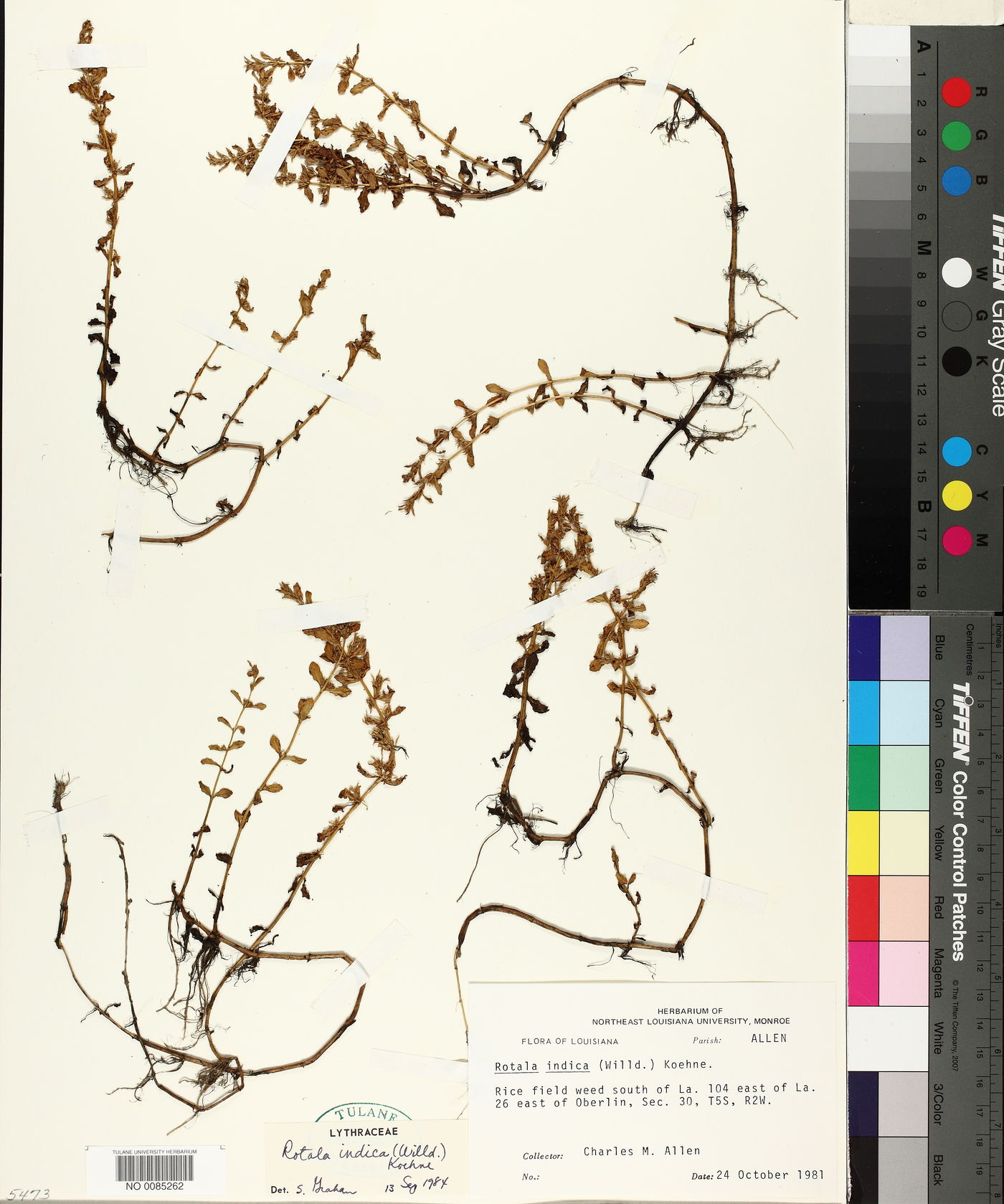 Rotala indica image
