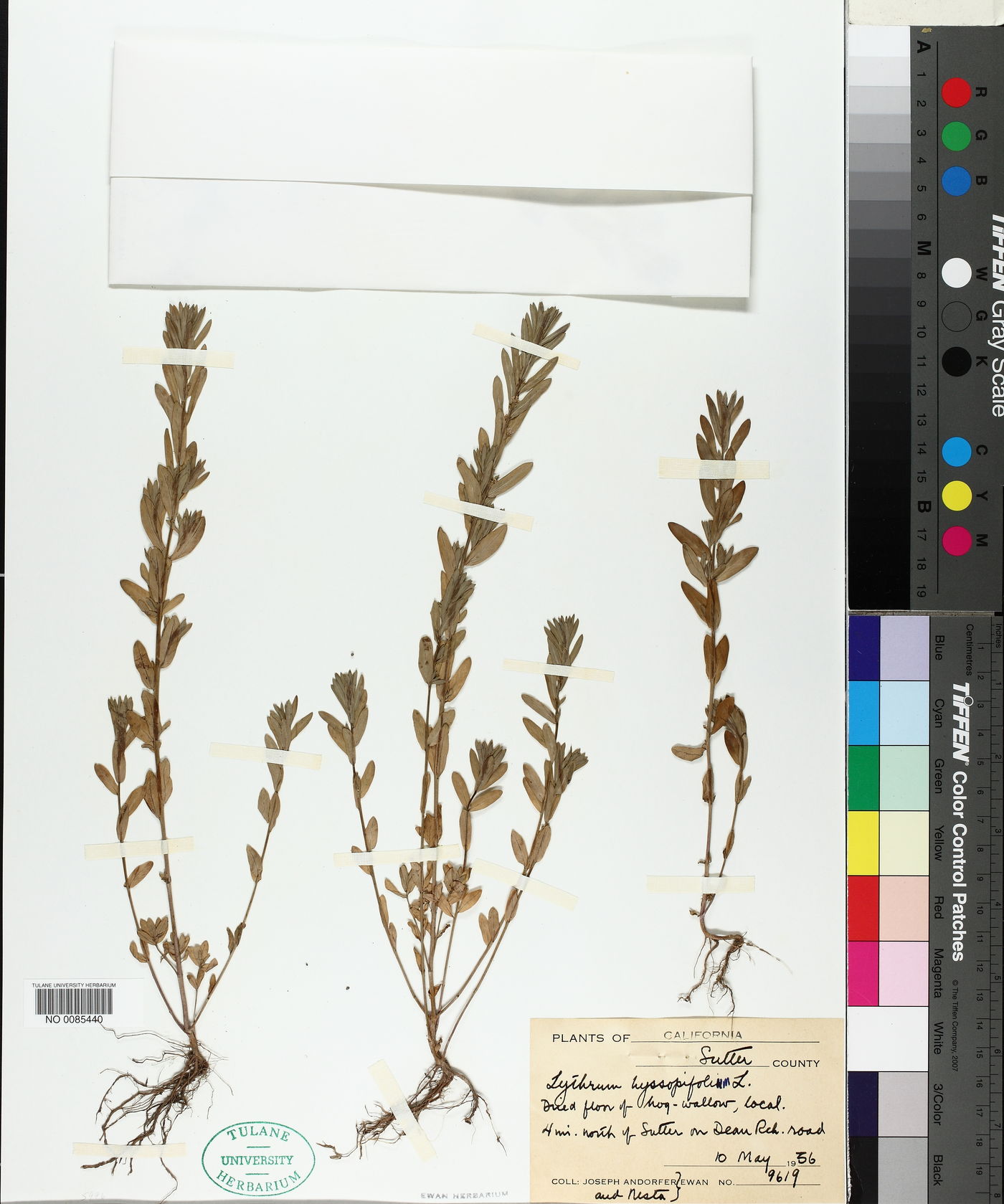 Lythrum hyssopifolium image