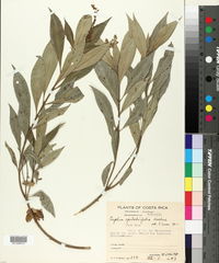 Image of Cuphea epilobiifolia
