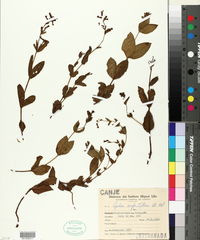 Image of Cuphea confertiflora