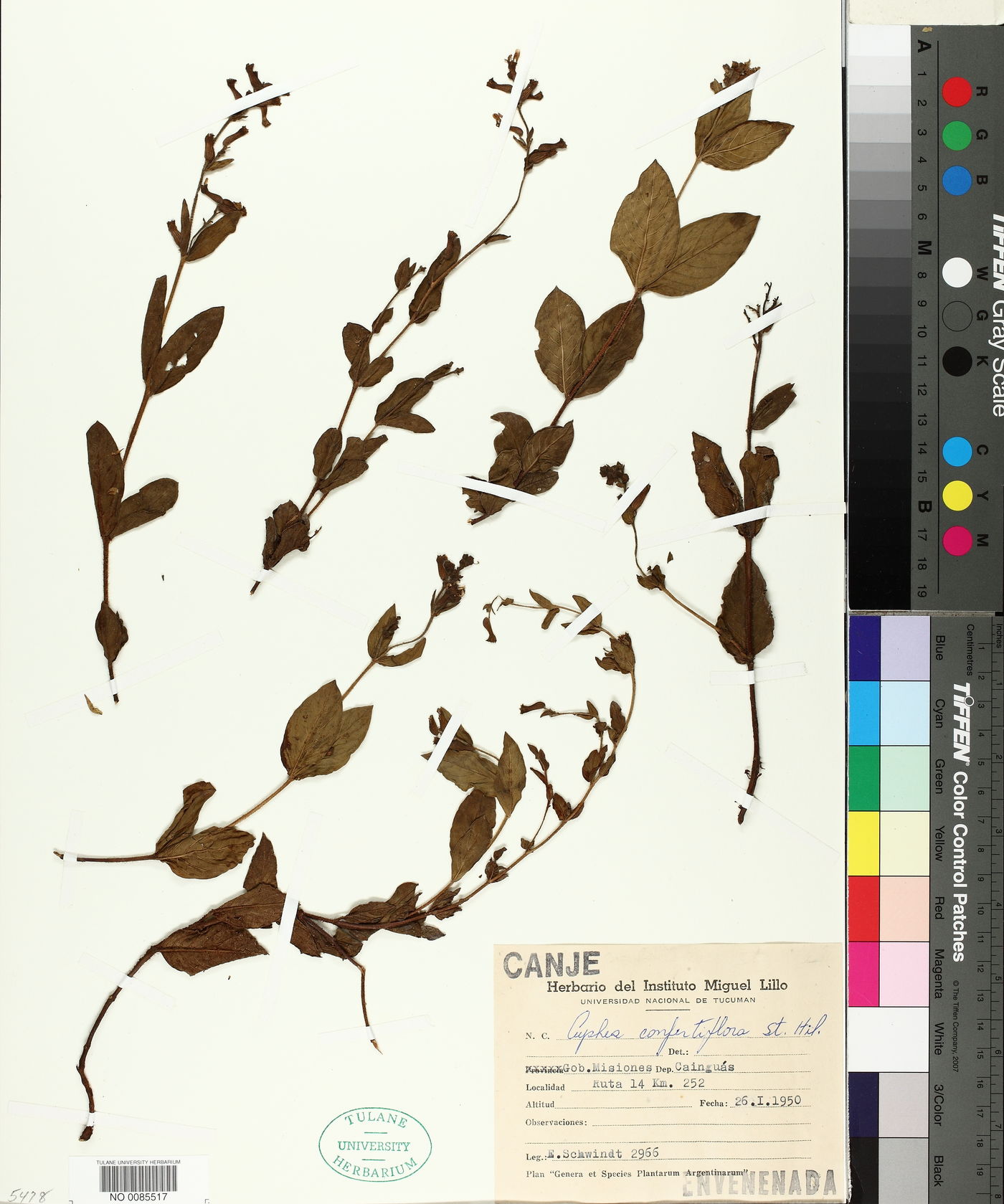 Cuphea confertiflora image