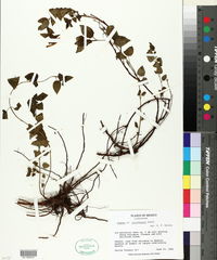 Cuphea jorullensis image