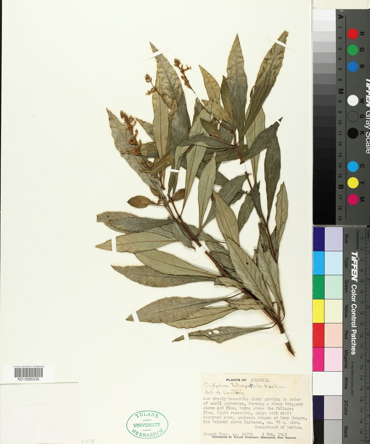 Cuphea tetrapetala image