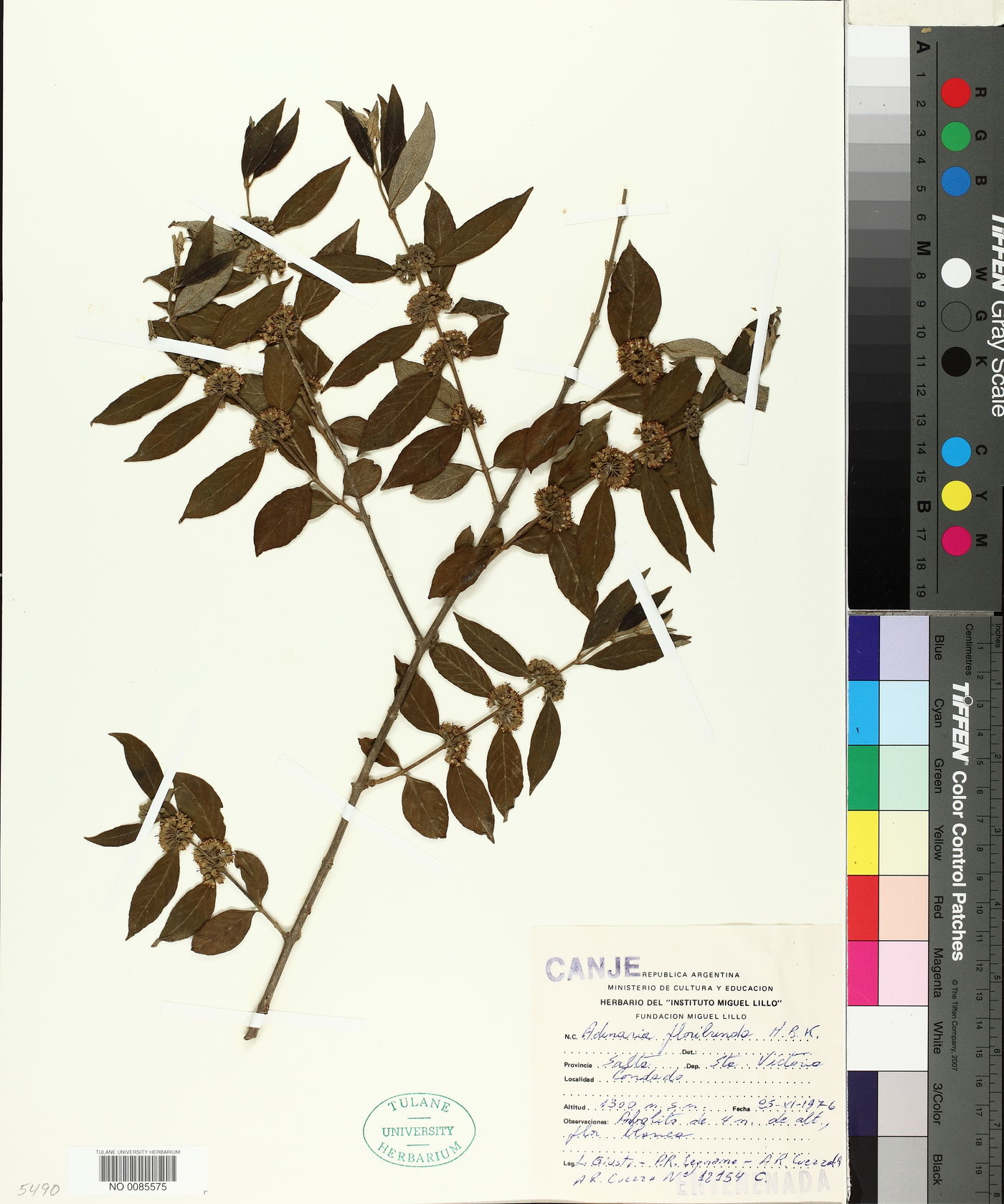 Adenaria floribunda image