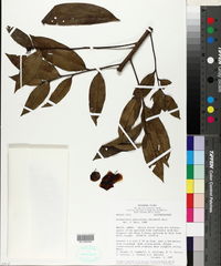 Image of Eschweilera pedicellata