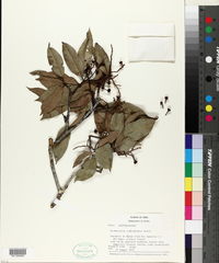 Image of Eschweilera parvifolia