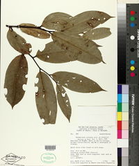 Image of Eschweilera coriacea