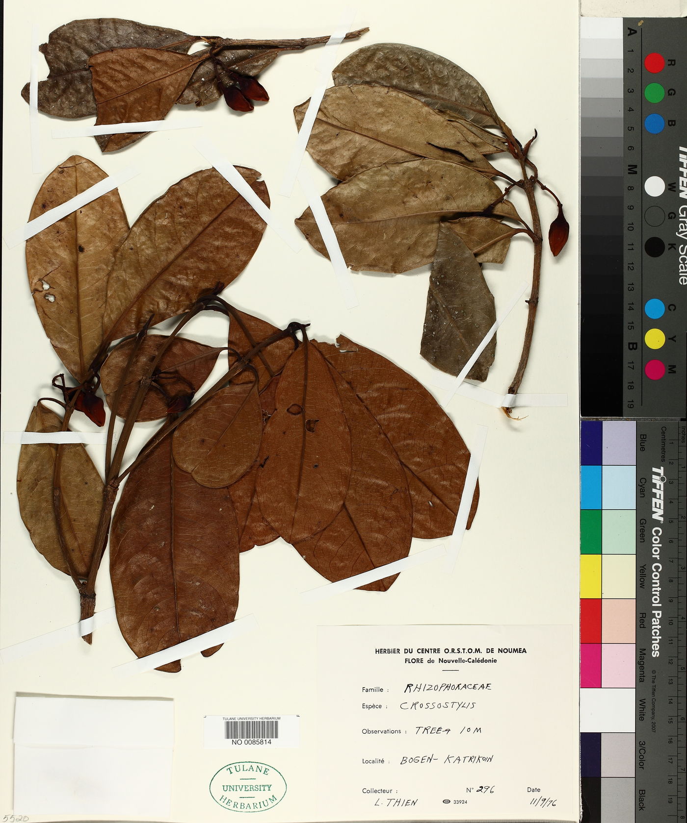 Crossostylis image