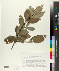 Cassipourea guianensis image