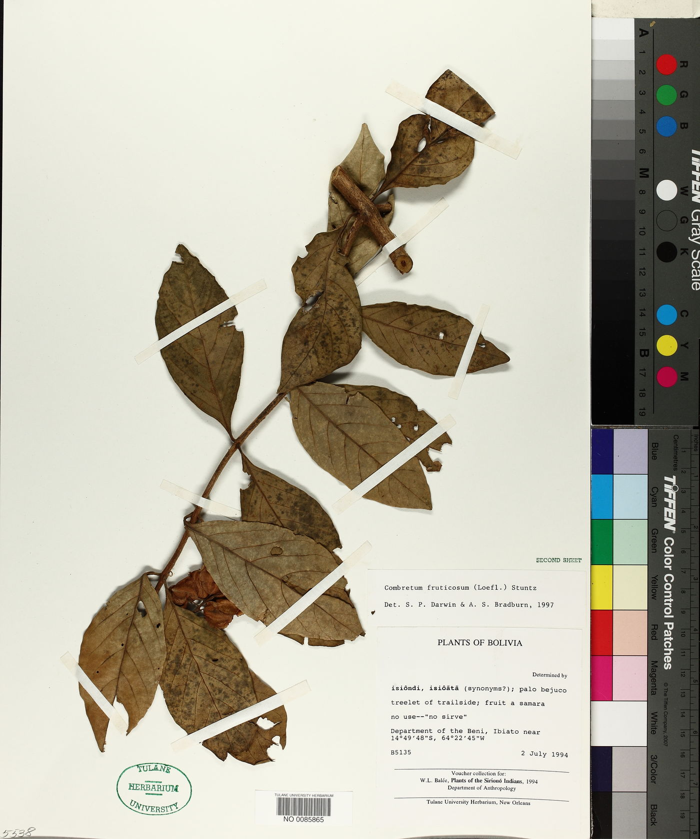 Combretum fruticosum image