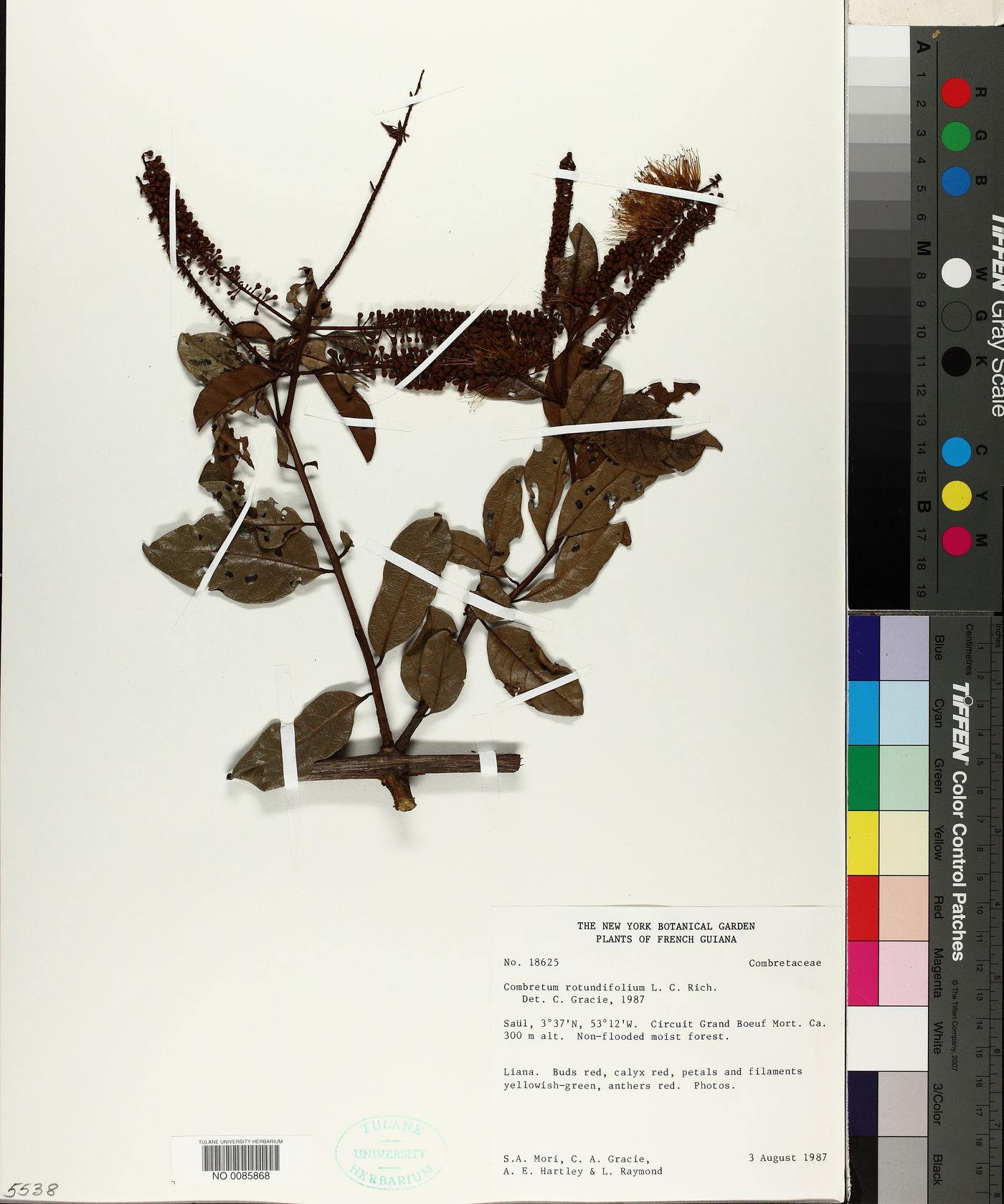 Combretum rotundifolium image