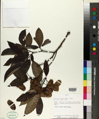 Image of Terminalia argentea