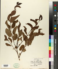Anogeissus latifolia image