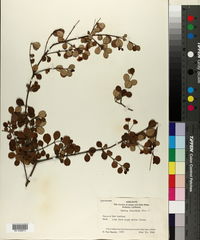 Lophomyrtus obcordata image