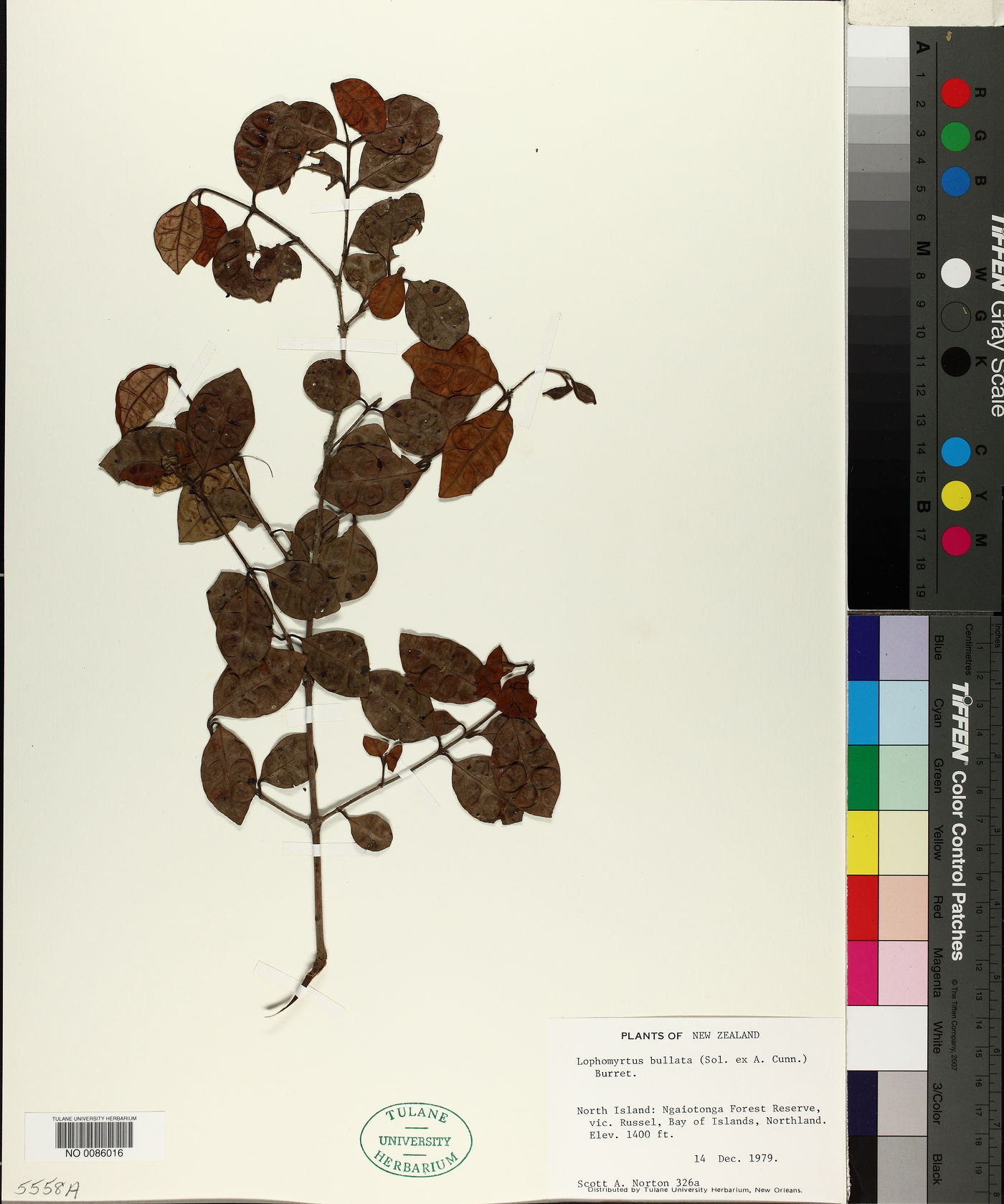 Lophomyrtus image