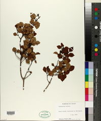 Lophomyrtus bullata image