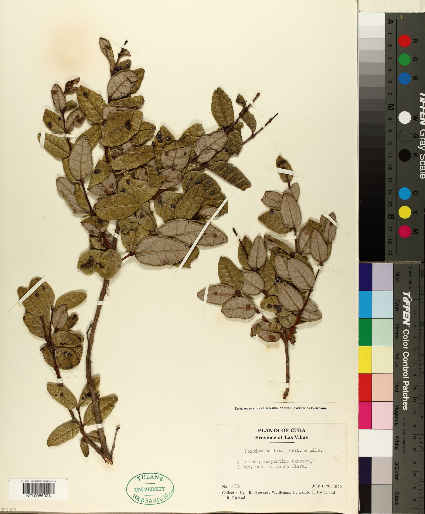 Mosiera bullata image