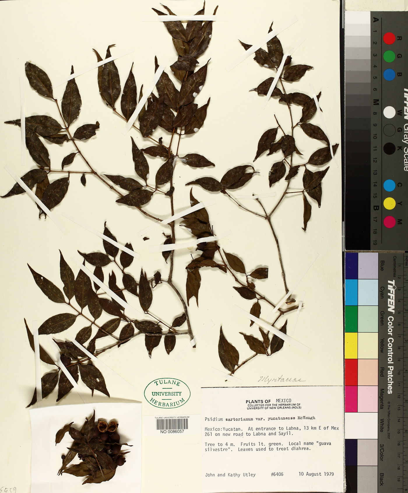 Psidium sartorianum var. yucatanense image