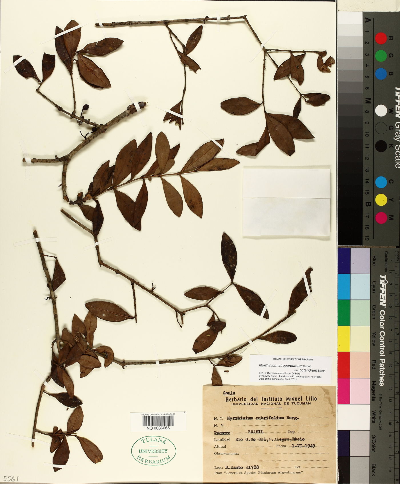 Myrrhinium atropurpureum var. octandrum image