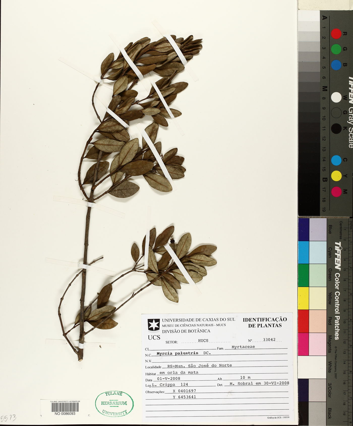 Myrcia palustris image