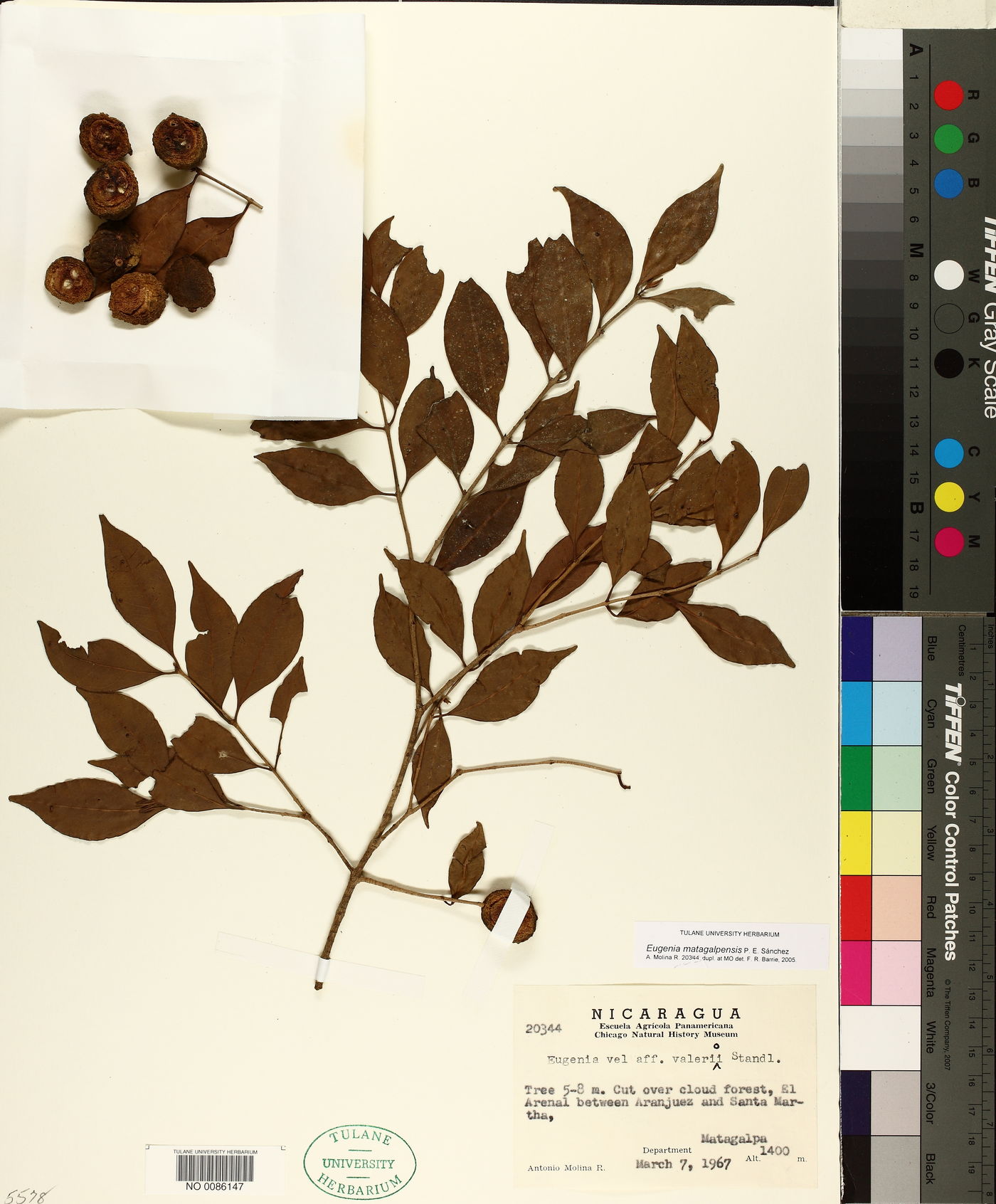 Eugenia matagalpensis image