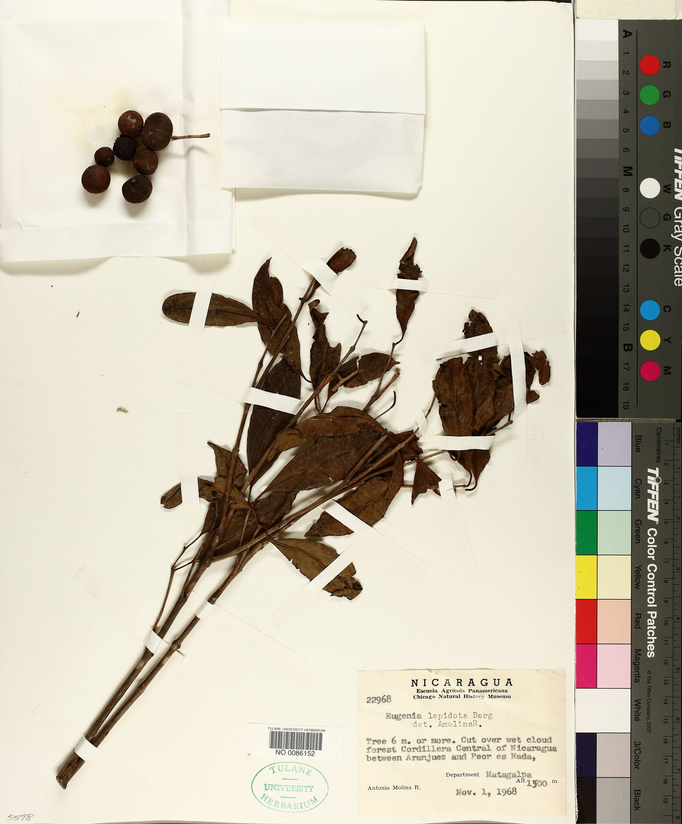 Eugenia lepidota image