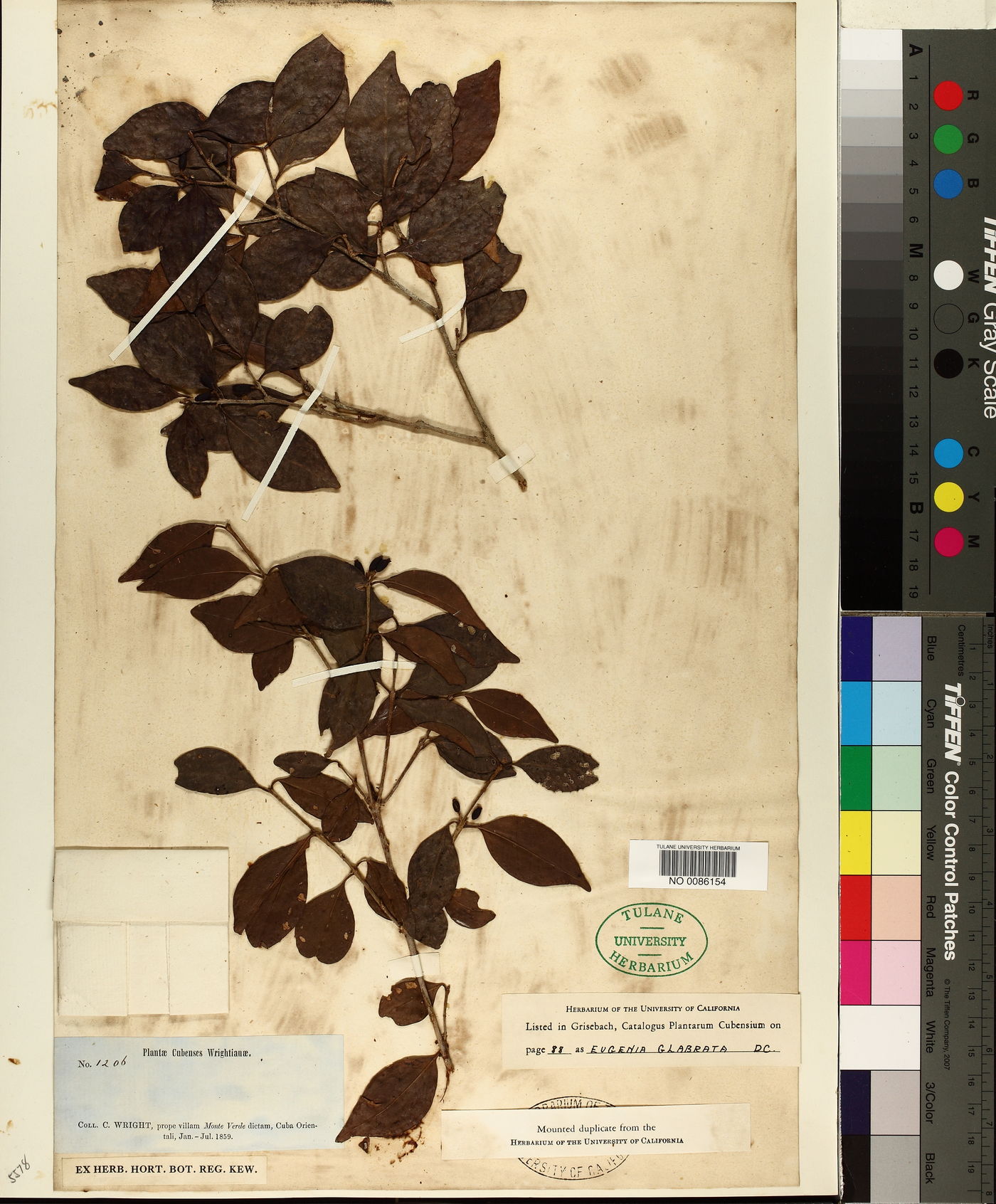 Eugenia glabrata image