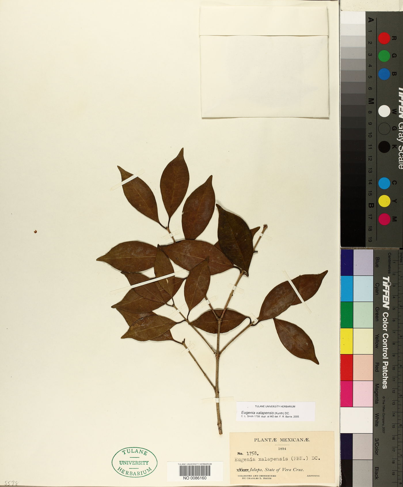 Eugenia xalapensis image